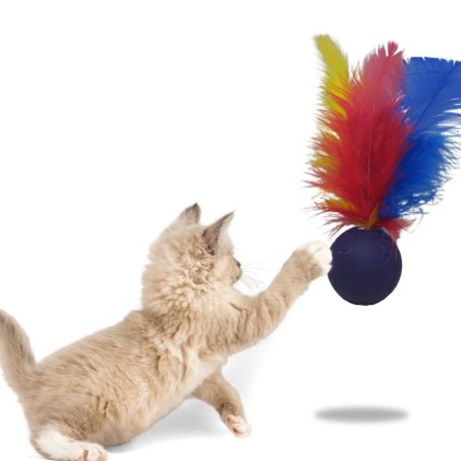 Catball para Gato Personalizado